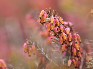 Briar, Pink, Flowers, plant