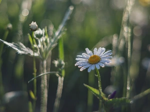 Colourfull Flowers, Buds, blur, chamomile