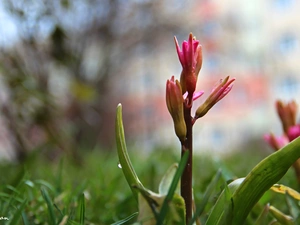 Flowers, Hyacinths, Buds