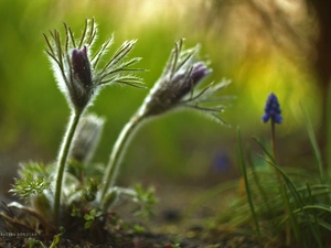 Flowers, pasque, Buds