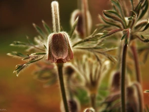 Flowers, pasque, Buds