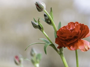 Colourfull Flowers, buttercup, Buds, Red