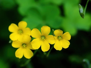 Buttercup Mud, Yellow, Flowers