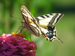 Colourfull Flowers, butterfly, Swallowtail Butterfly
