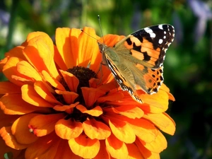 Colourfull Flowers, butterfly, Painted Lady