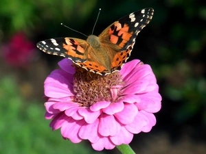 Colourfull Flowers, butterfly, Painted Lady