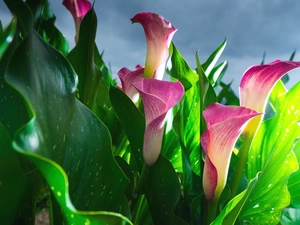 Flowers, Calla