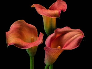 Flowers, Calla