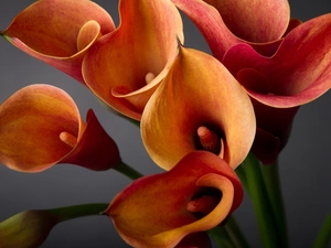 Flowers, Calla