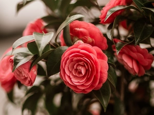 Flowers, Camellias