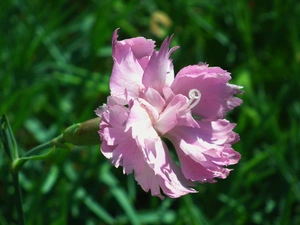 Carnation, nature, Colourfull Flowers