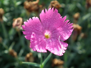 Carnation, nature, Colourfull Flowers
