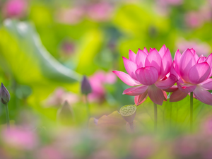 lotuses, bud, Pink, Flowers, Two cars