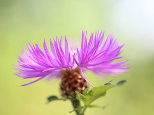 Colourfull Flowers, Centaurea dealbata, lilac