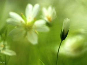 Cerastium, White, Flowers, bud