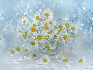 vase, Bokeh, White, Flowers, Corn Chamomile