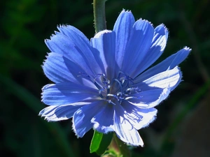 chicory, nature, Colourfull Flowers