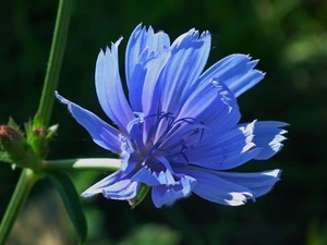 chicory, nature, Colourfull Flowers