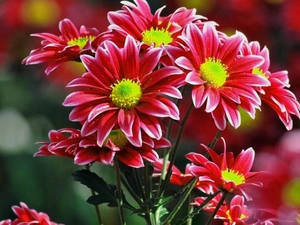 Flowers, chrysanthemum