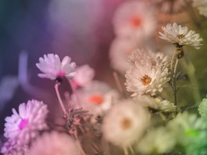 Flowers, White, Chrysanthemums