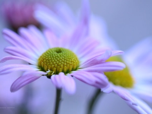 Chrysanthemums, Flowers