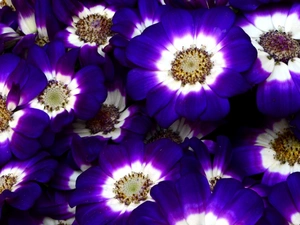 Flowers, cineraria