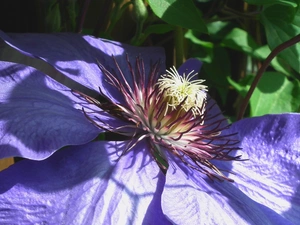 Clematis, nature, Colourfull Flowers