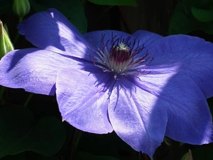 Clematis, nature, Colourfull Flowers