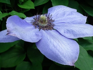 Clematis, nature, Colourfull Flowers