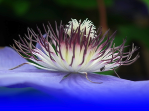 Clematis, nature, Colourfull Flowers