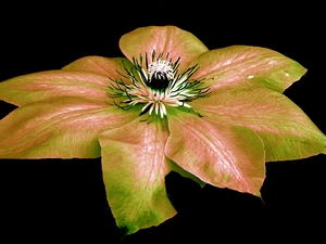 Clematis, nature, Colourfull Flowers