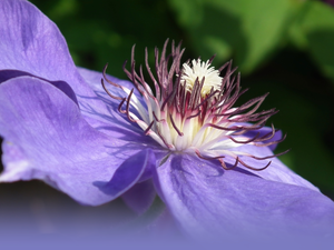 Clematis, nature, Colourfull Flowers