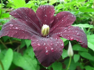 Clematis, nature, Colourfull Flowers