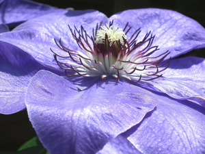 Clematis, nature, Colourfull Flowers
