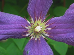 Clematis, nature, Colourfull Flowers