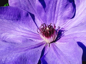 Clematis, nature, Colourfull Flowers