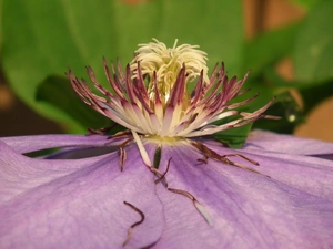 Clematis, nature, Colourfull Flowers