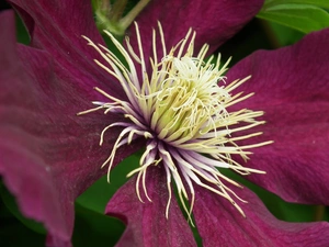 Clematis, nature, Colourfull Flowers
