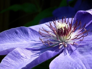 Clematis, nature, Colourfull Flowers