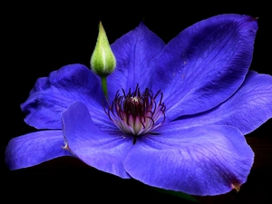 Clematis, nature, Colourfull Flowers