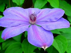 Clematis, nature, Colourfull Flowers