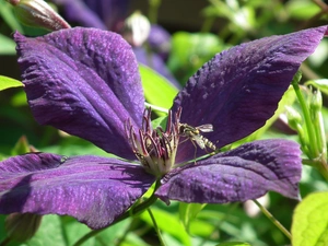 Clematis, nature, Colourfull Flowers