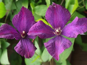 Flowers, Clematis