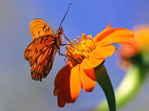 Close, butterfly, Colourfull Flowers