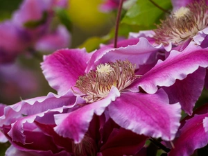 Close, Clematis, Colourfull Flowers