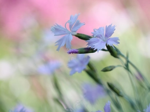 Flowers, lilac, cloves