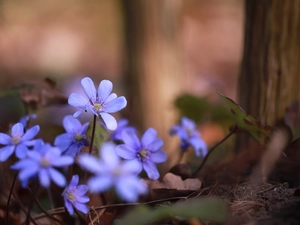 cluster, Liverworts, lilac, Flowers