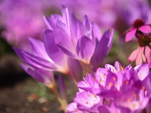 Flowers, illuminated, colchicums