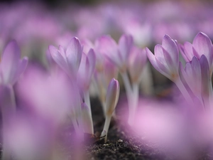 colchicums, purple, rapprochement, Flowers