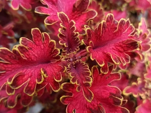 Coleus, Red, Colourfull Flowers